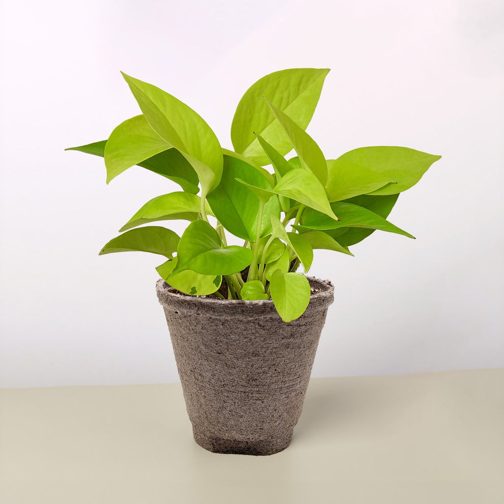 Pothos Neon