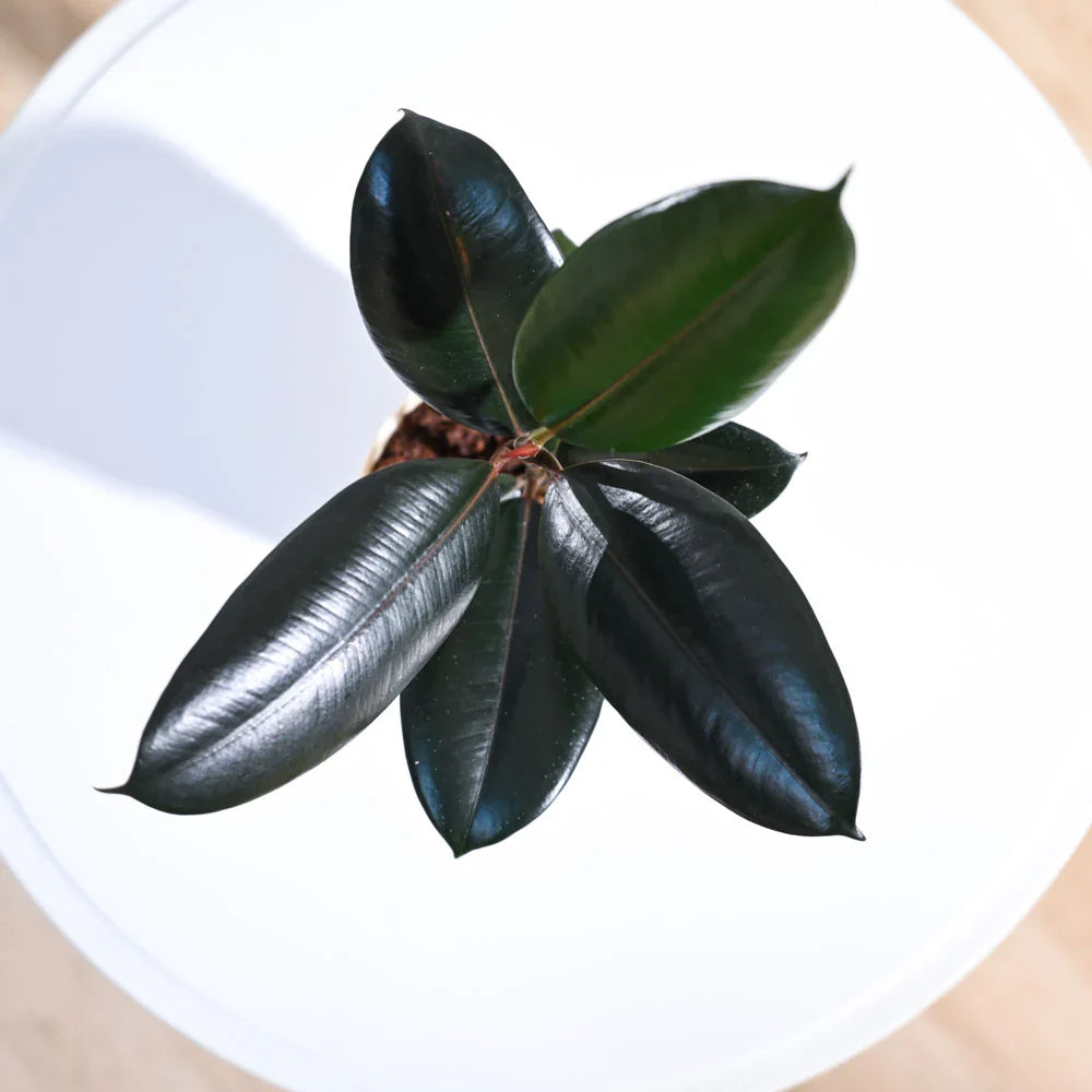 Rubber Plant - Peperomia Thailand