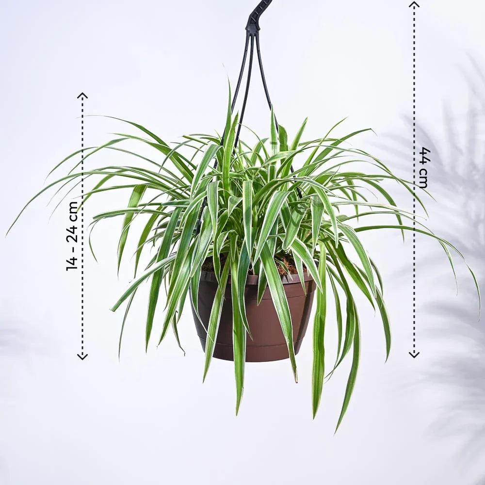 Spider Plant Bonnie