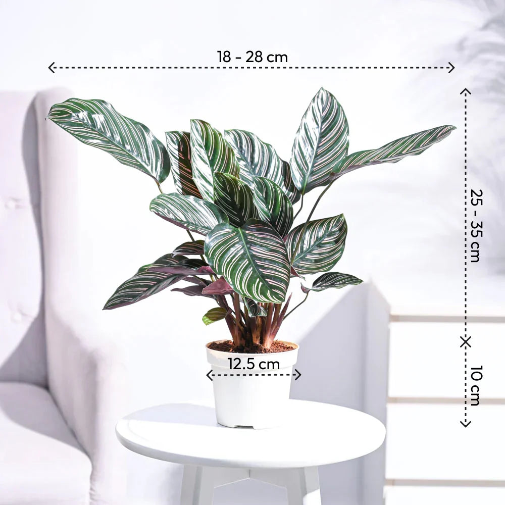 Maranta Red Prayer