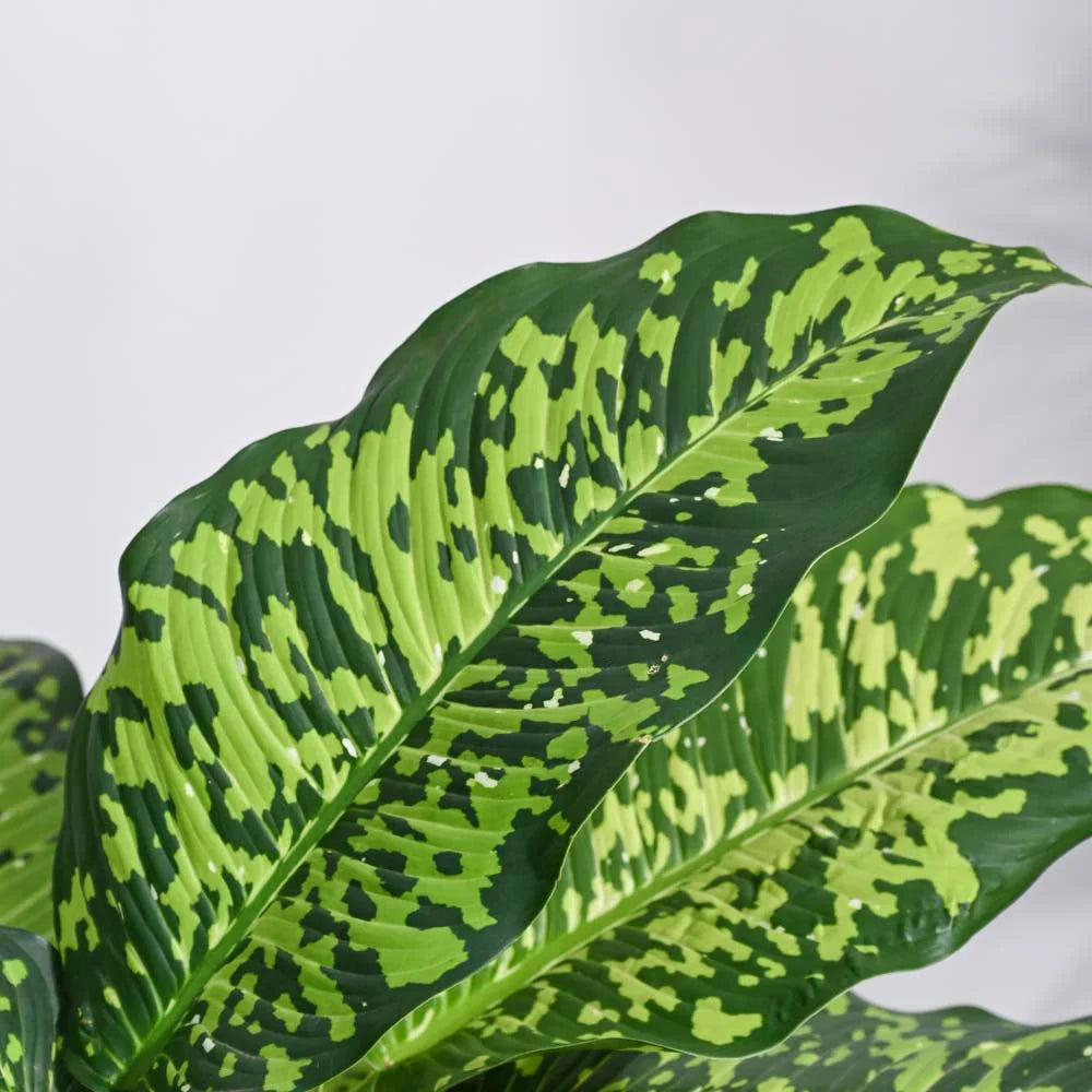 Dieffenbachia Camille