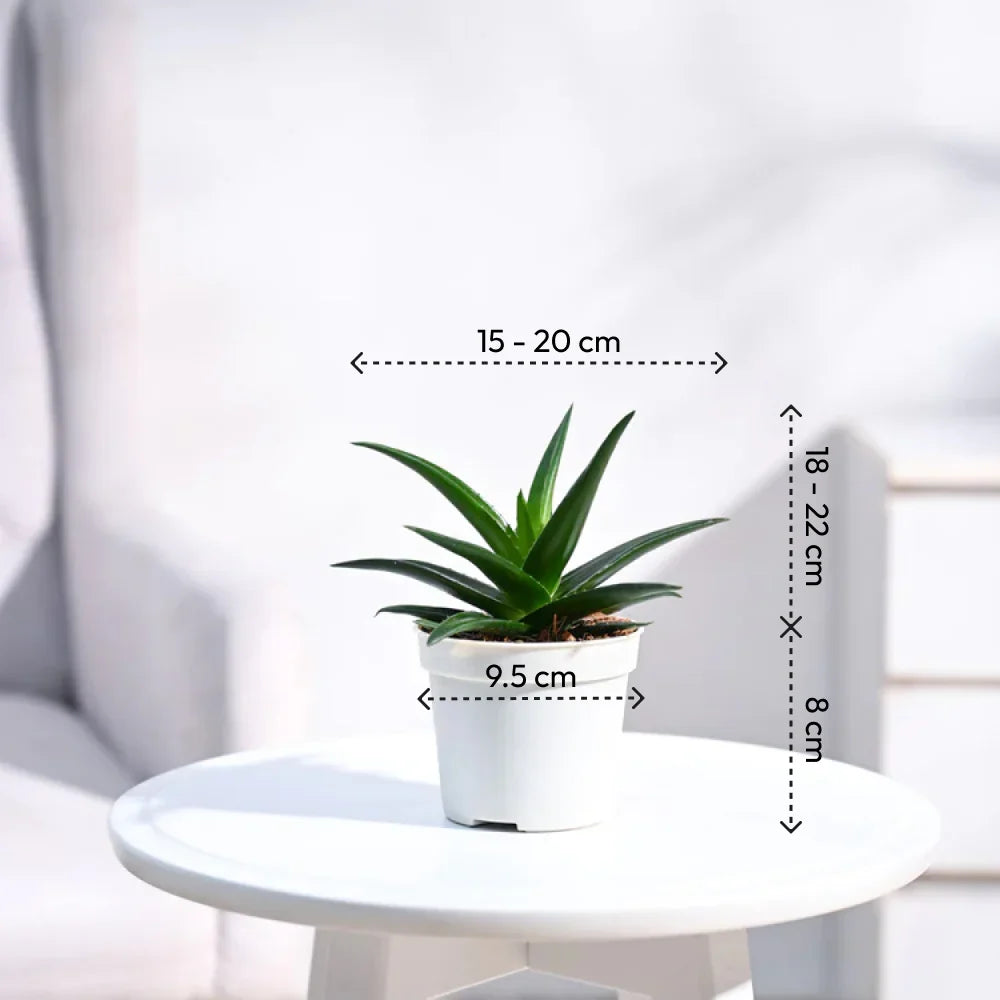 Aloe Vera