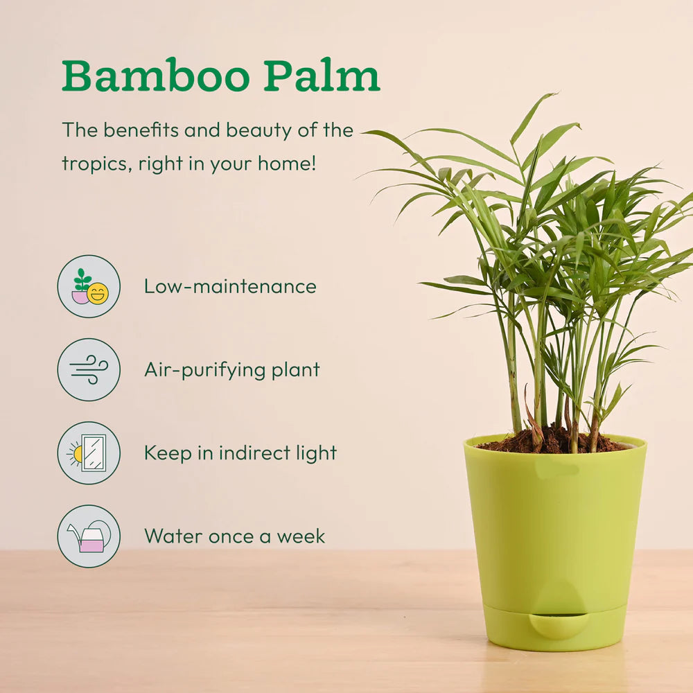 Plantora Air Purifying Indoor Plants Combo - Easy Care Oxygen Boosting Houseplants (4 Pack Live Plants)