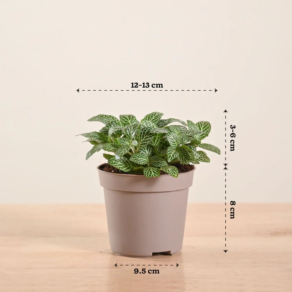 Fittonia White Nerve Plant