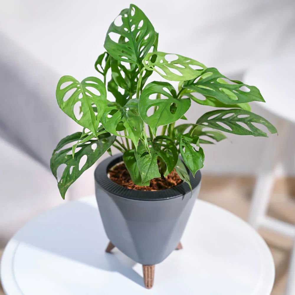 Monstera Adansonii Swiss Cheese