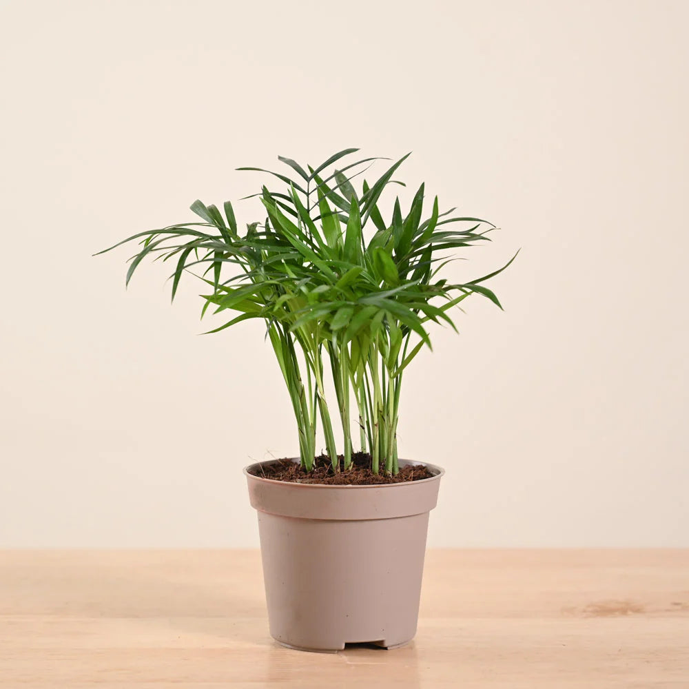 Parlor Palm - Chamaedorea