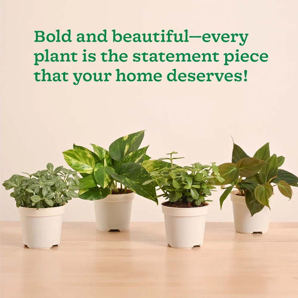Plantora Mini Indoor Plant Set – Easy Care Desk & Office Houseplants (4 Pack Live Plants)