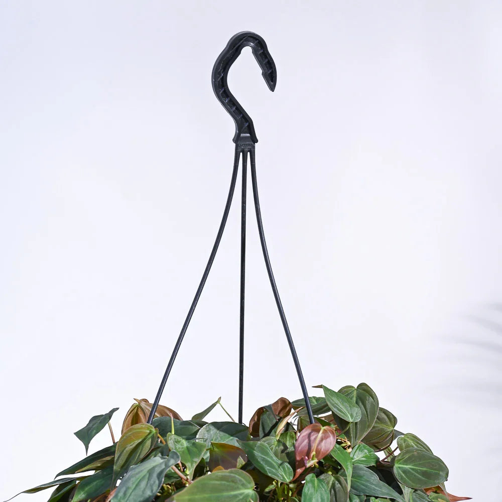 Succulent String of Hearts