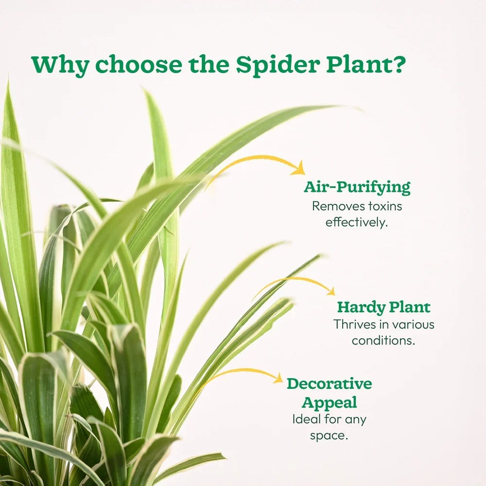 Spider Plant Bonnie