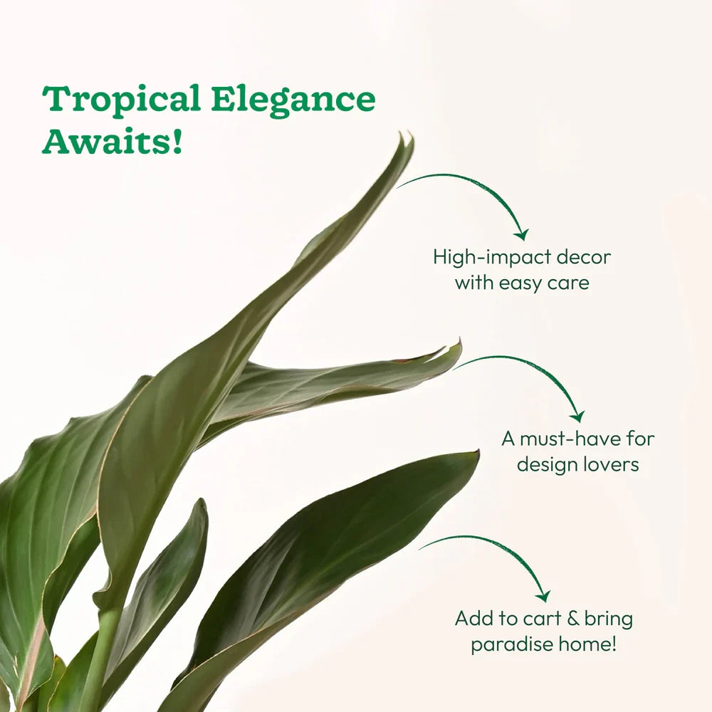 Philodendron - Prince of Orange