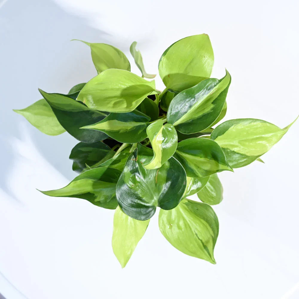 Philodendron Brasil