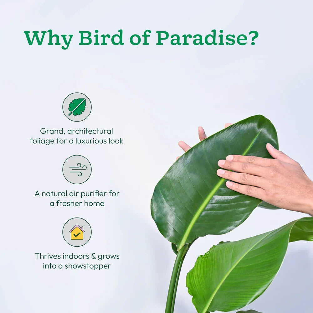 Hand holding a Bird of Paradise leaf with text on a light blue background