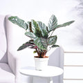 Potted plant with green and purple leaves on a white surface