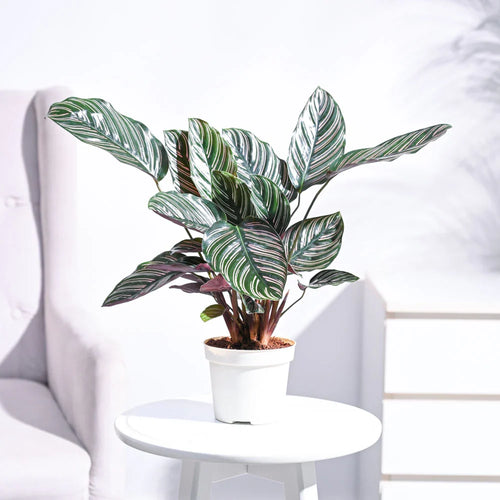 Potted plant with green and purple leaves on a white surface