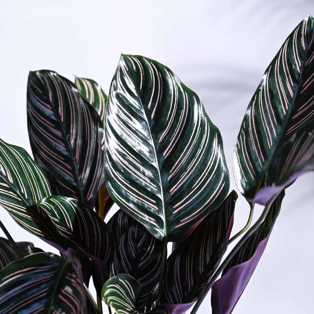 Calathea Sanderiana 'White Fusion'