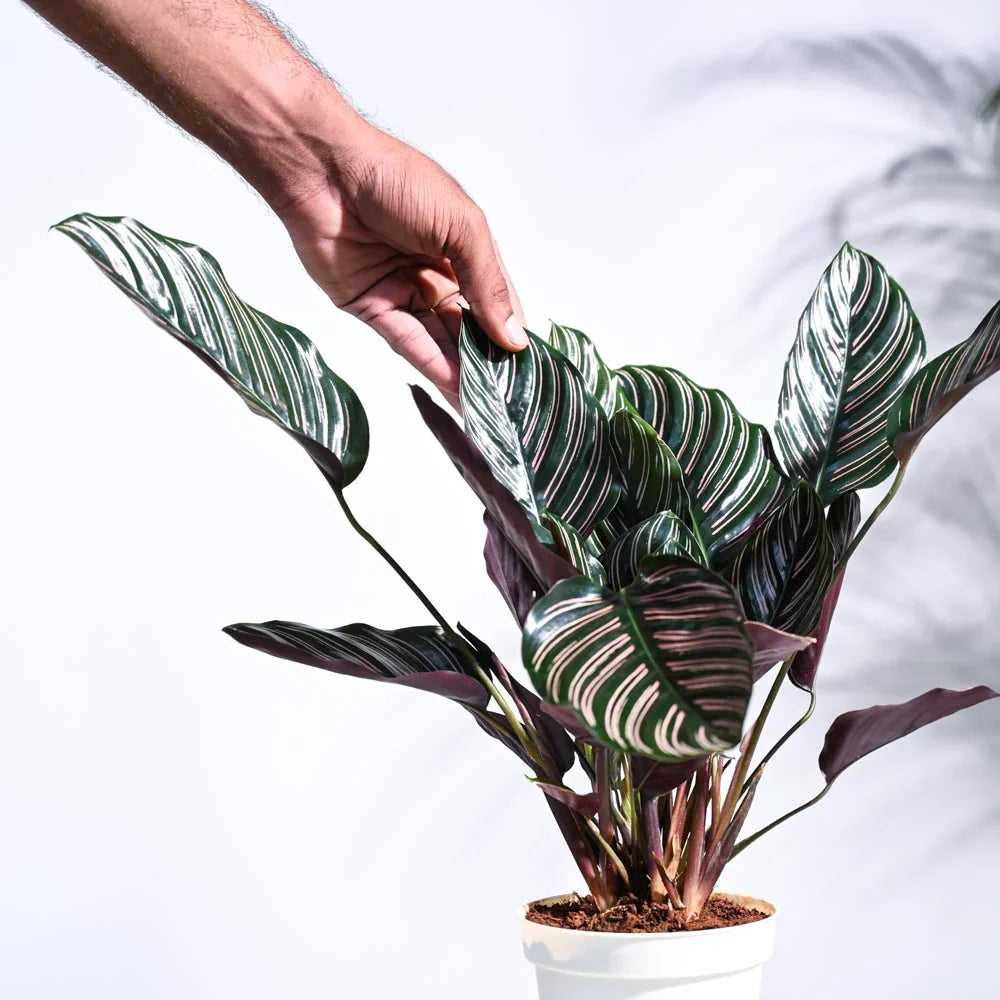 Calathea Sanderiana 'White Fusion'
