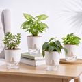 Air Purifying Combo - Set of 4 Self Watering Plants