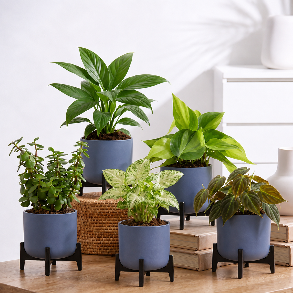 Air Purifying Combo - Set of 5 Self Watering Plants