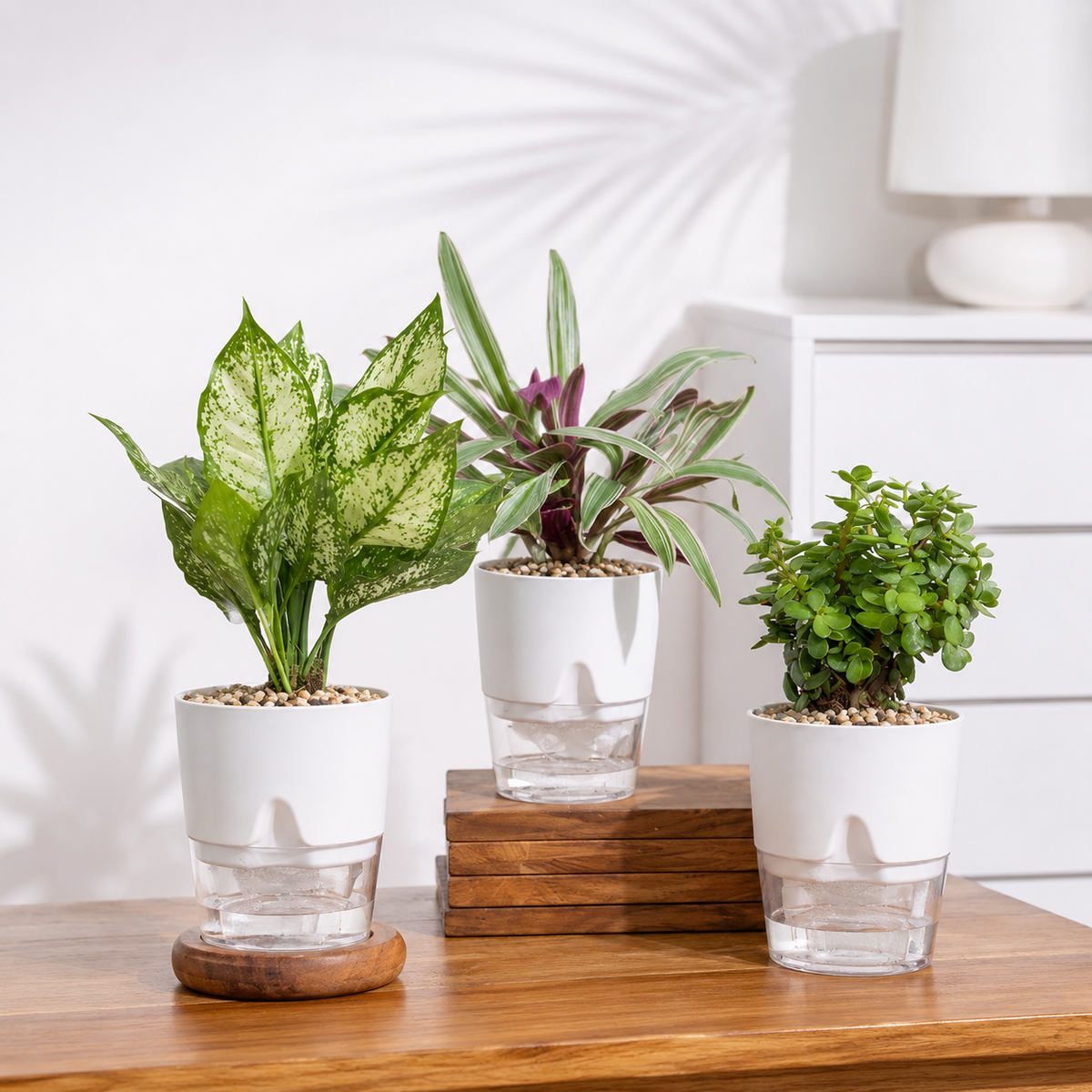 Air Purifying Combo - Set of 3 Self Watering Plants