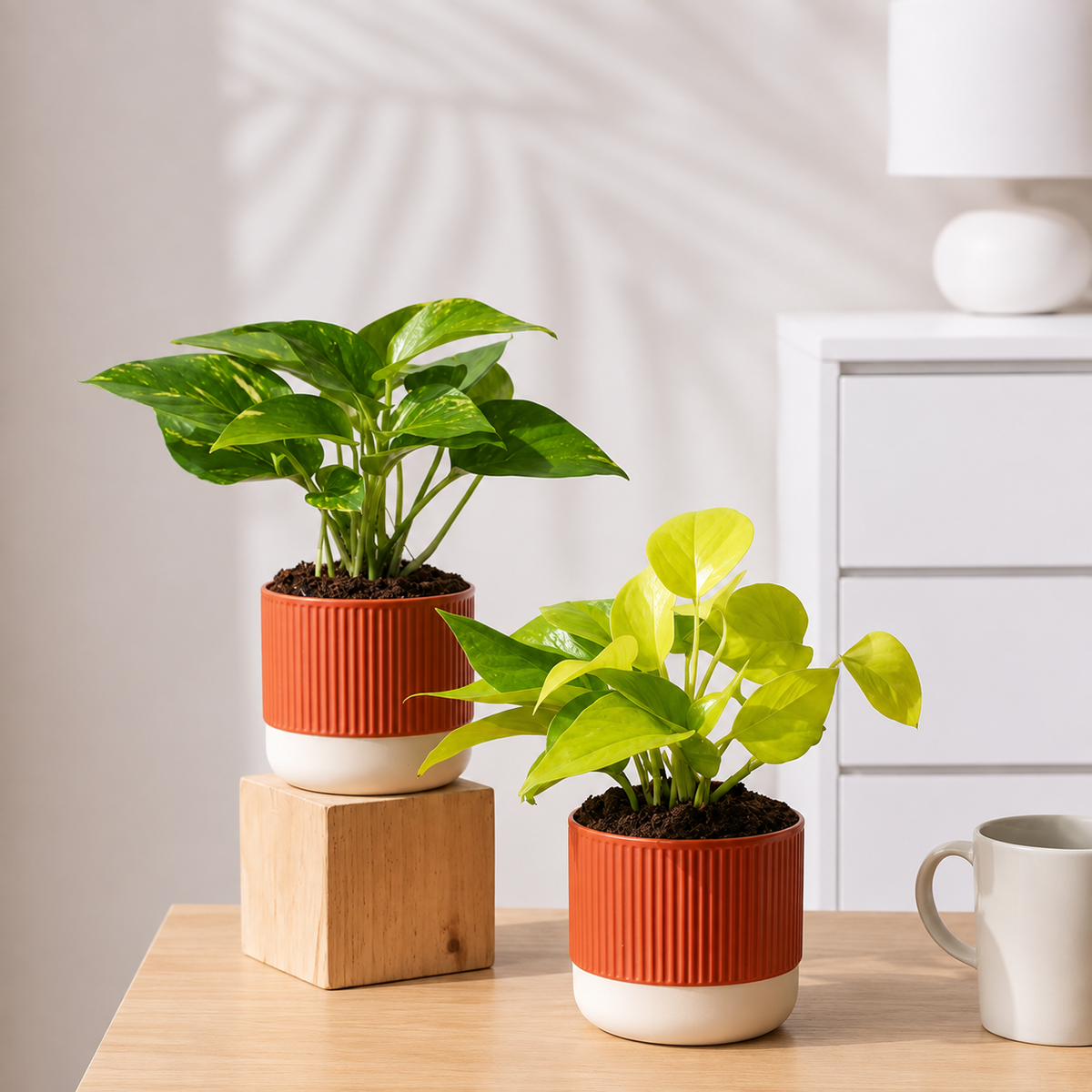 Easy Care Indoor Plant Combo – Set of 2