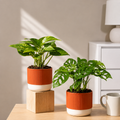 Low Maintenance Starter Plant Combo