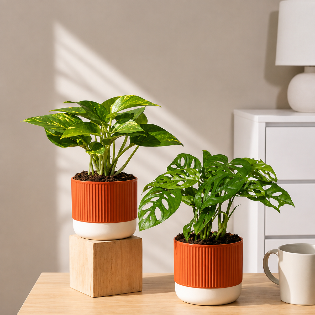 Low Maintenance Starter Plant Combo
