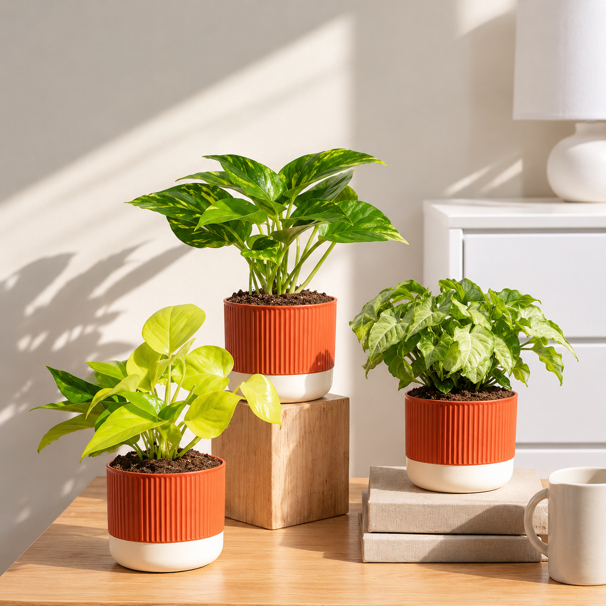 Stress Relief Indoor Plant Combo