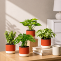 Work Desk Air Purifying Combo