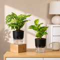 Lucky Money Plant Combo
