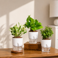 Indoor Green Plant Combo – Set of 3