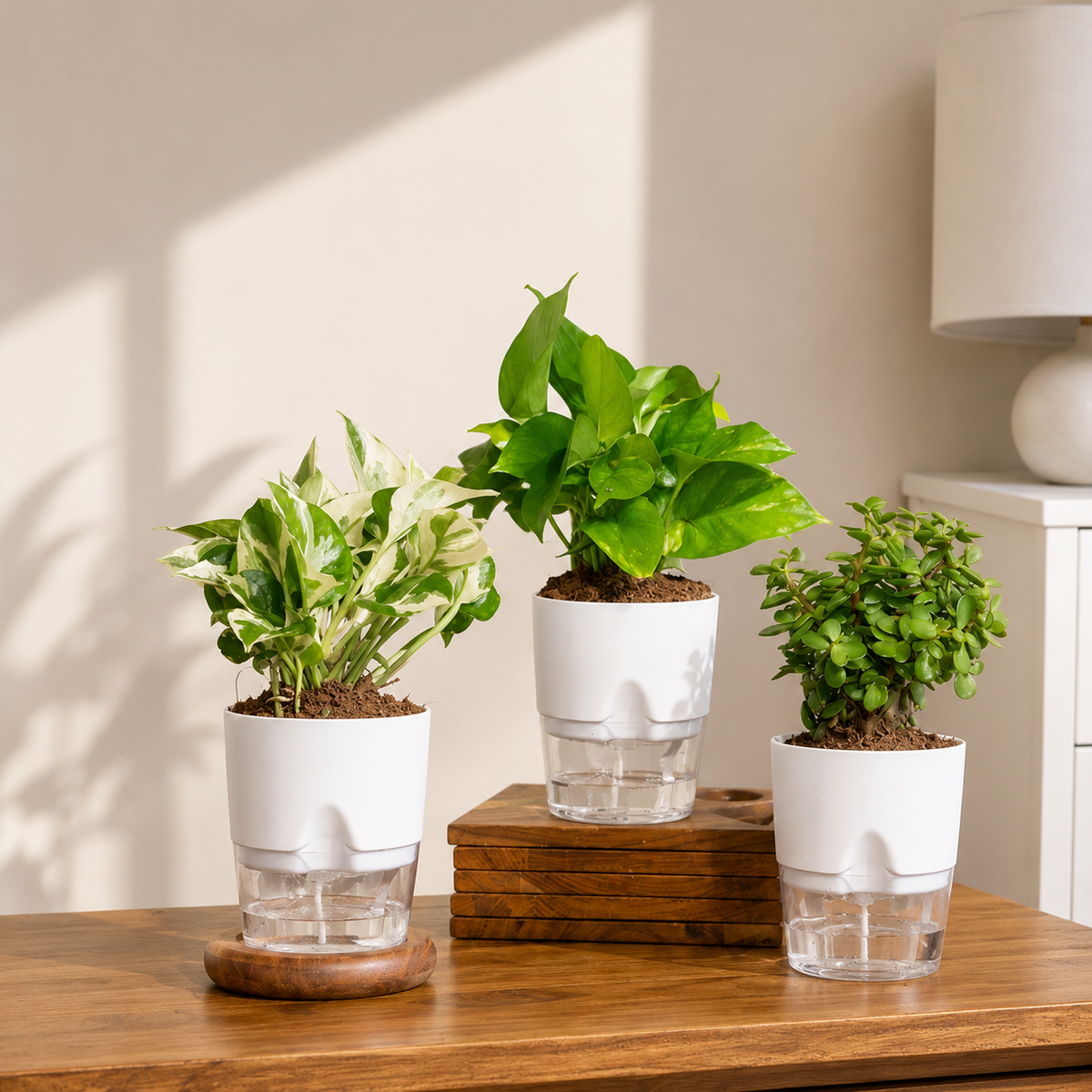 Indoor Green Plant Combo – Set of 3
