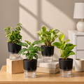 Home Decor Plant Combo Set (4 Pack)