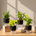 Prosperity Plant Combo (4 Pack)