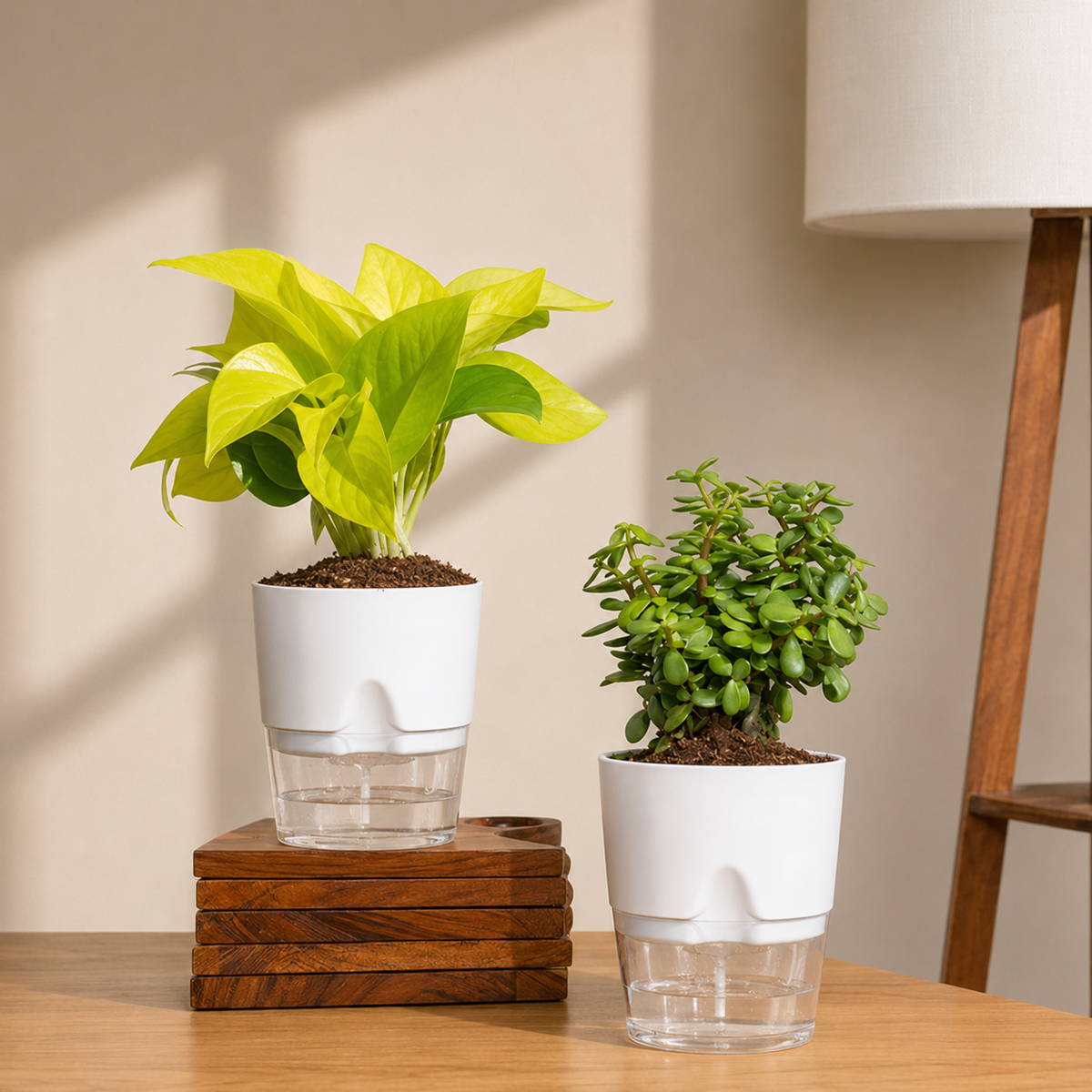 Low Maintenance Starter Plant Combo