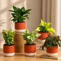 Air purifying Combo - Set of 5 Self Watering Plants