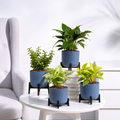 Air Purifying Combo - Set of 4 Self Watering Plants