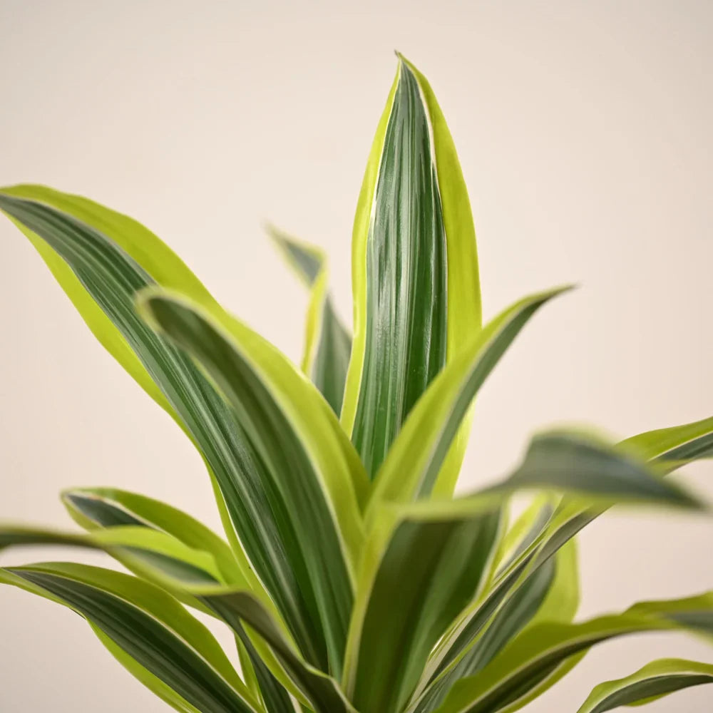 Close-up of a green and yellow striped plant against a beige background