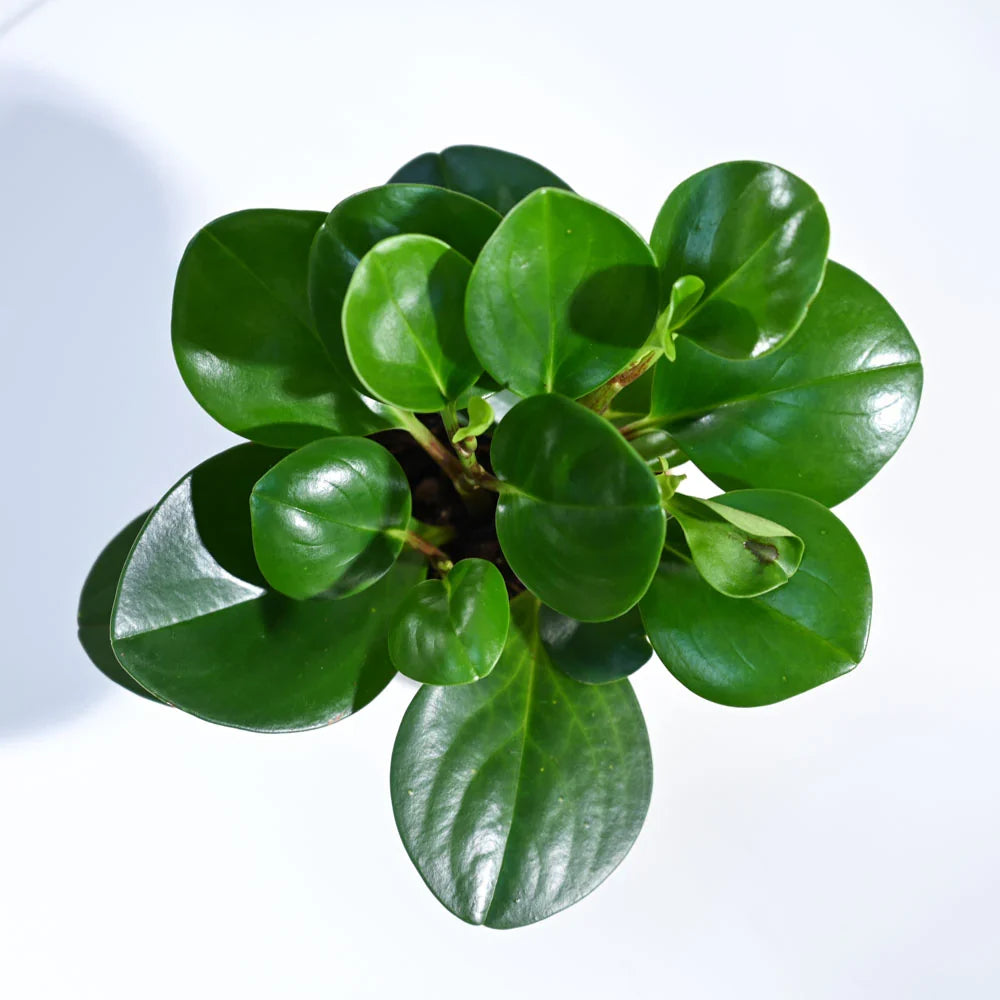 Pilea Peperomioides - Chinese Money