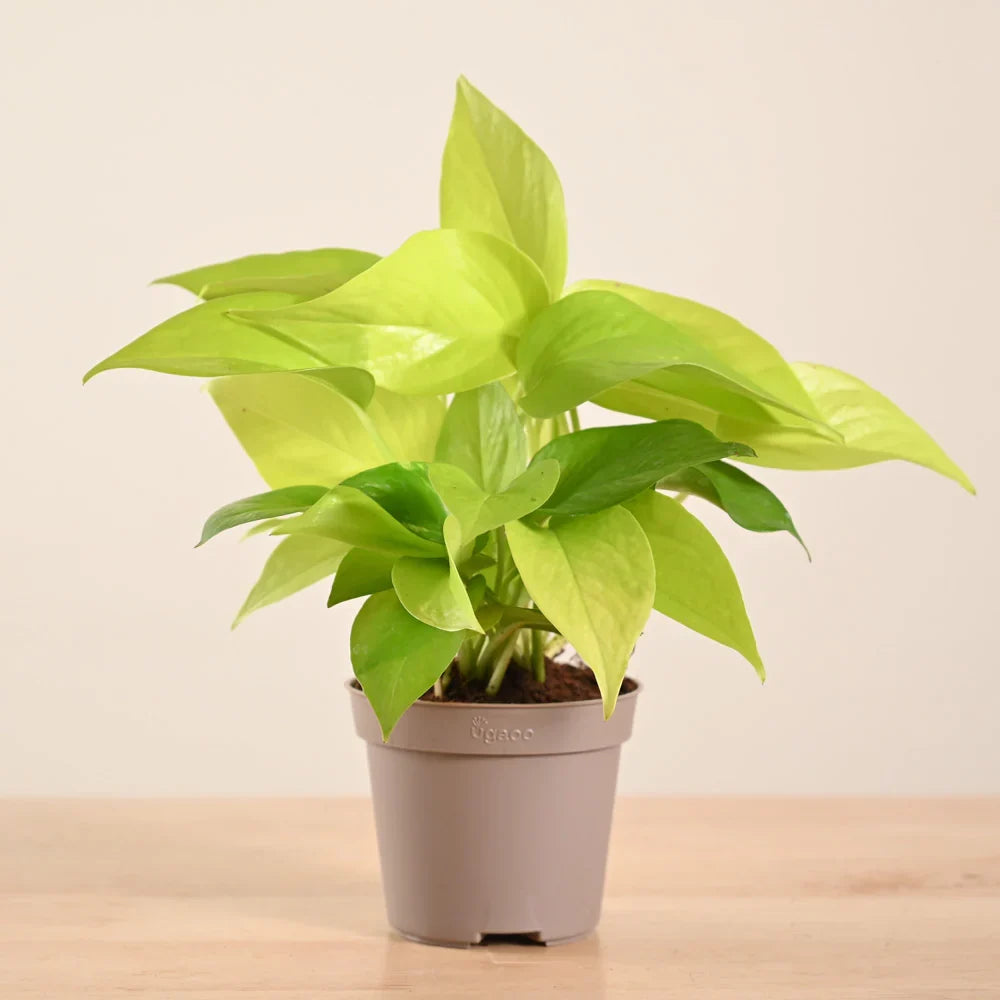 Pothos Golden