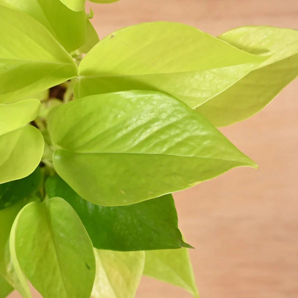Pothos Golden