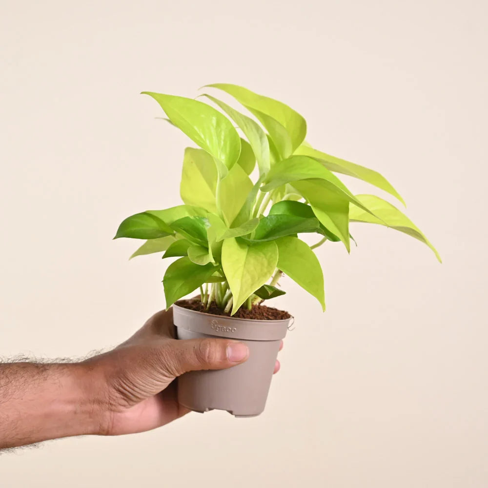 Pothos Golden