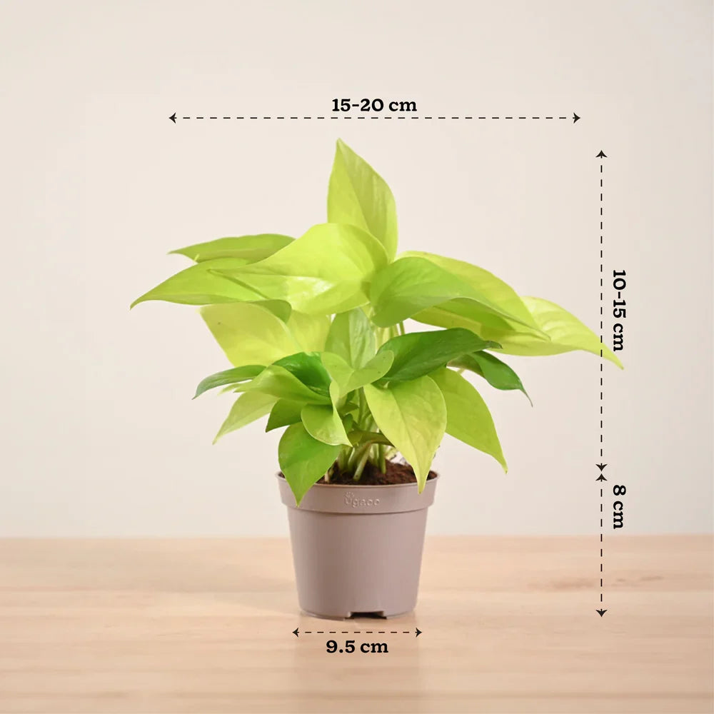 Pothos Neon