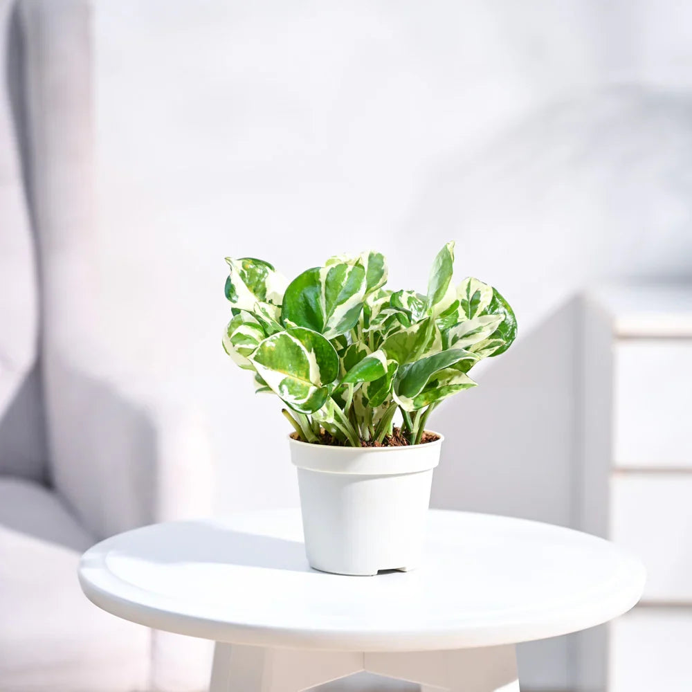 Pothos 'N'joy