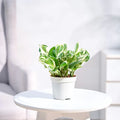 Pothos 'N'joy