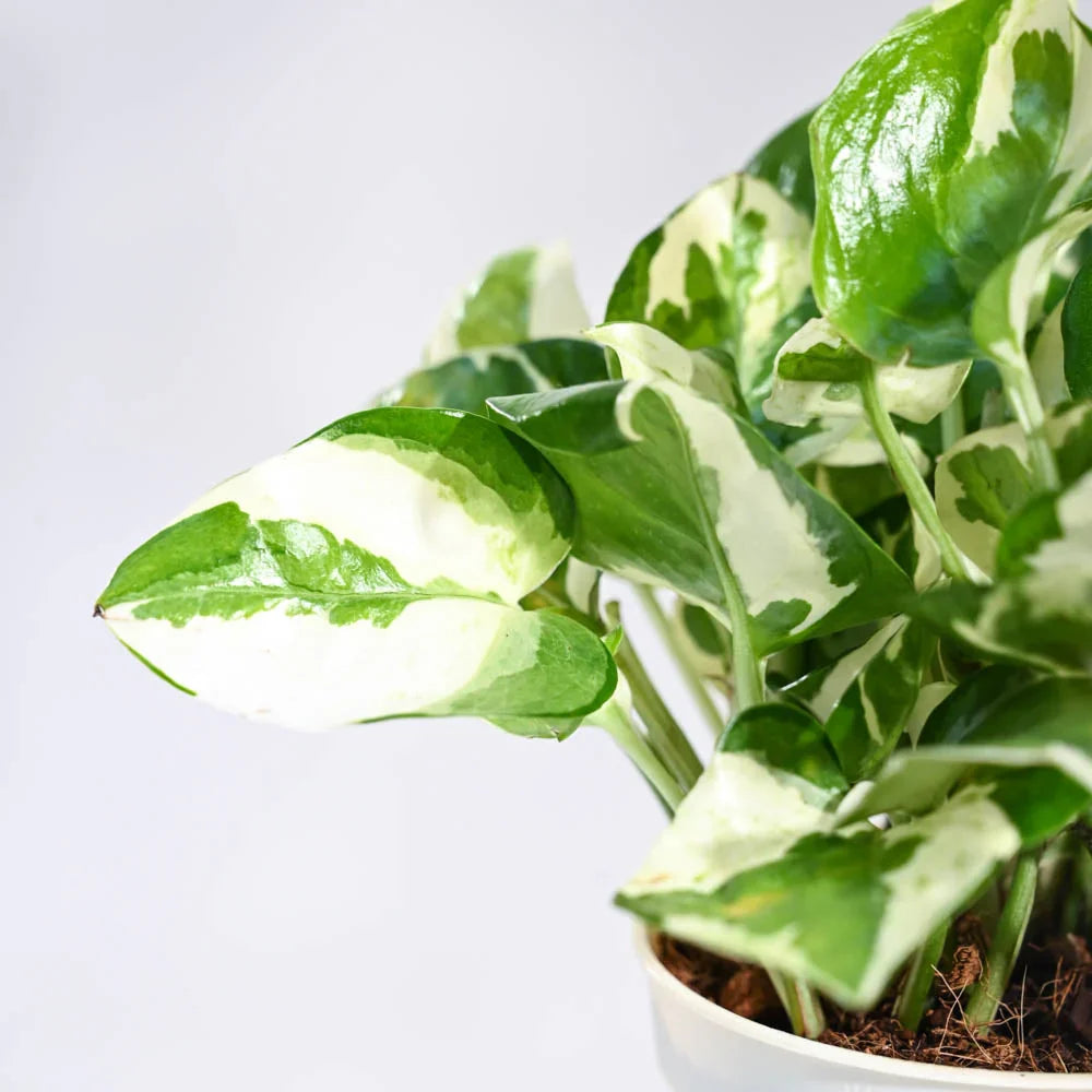 Pothos 'N'joy