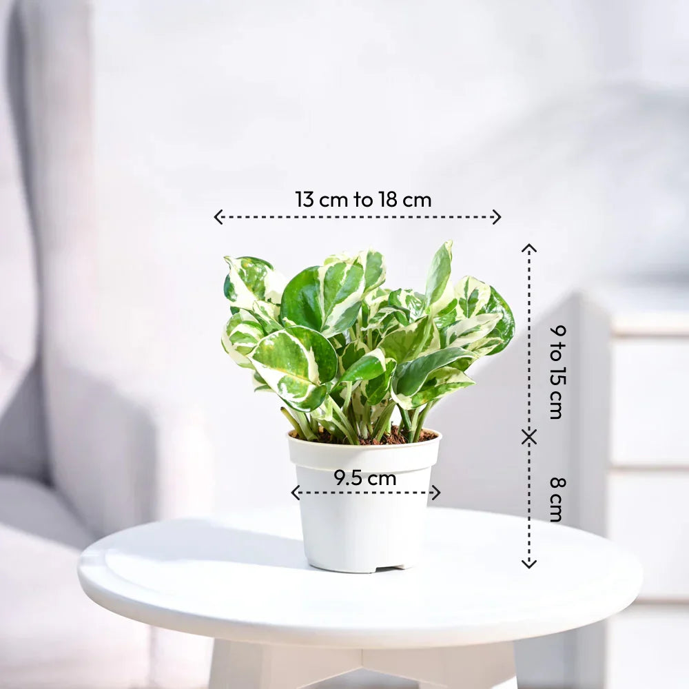 Pothos 'N'joy