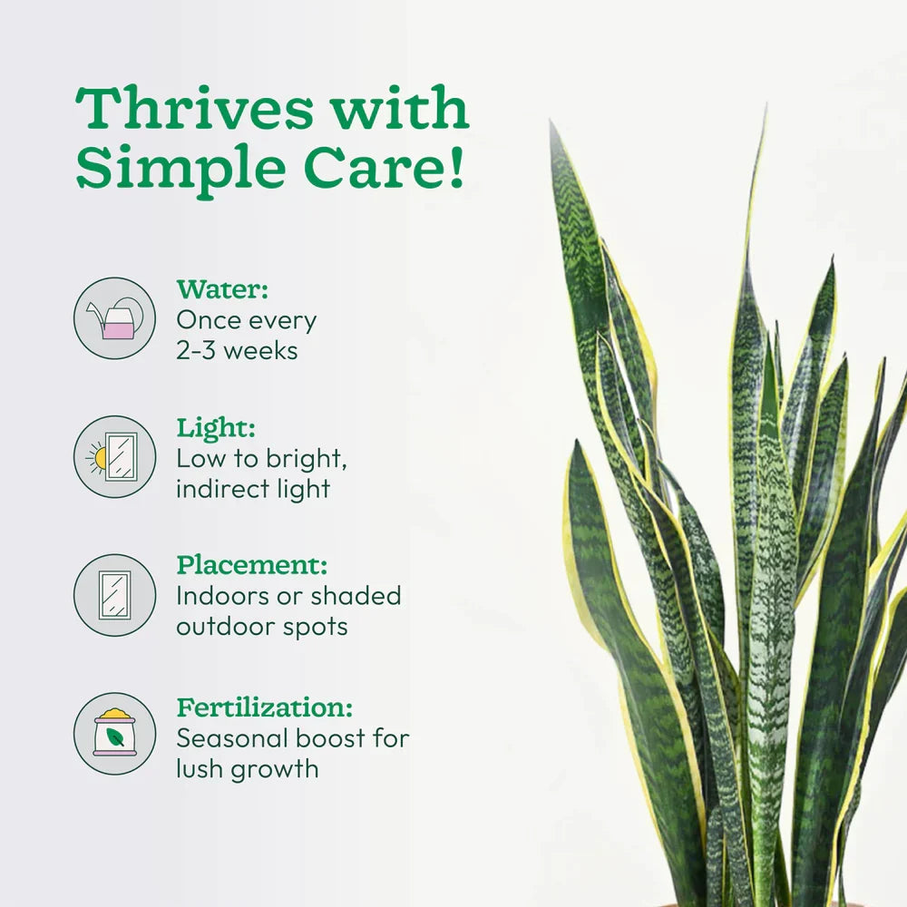 Sansevieria plant with care instructions on a white background