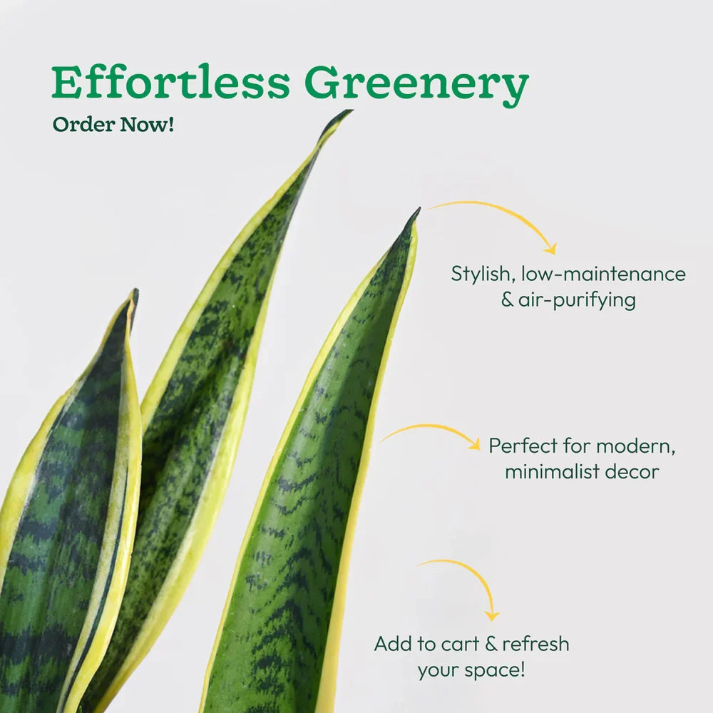Green snake plant with text about its features on a light gray background